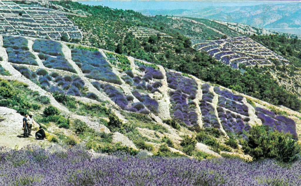 Photo — lavender field